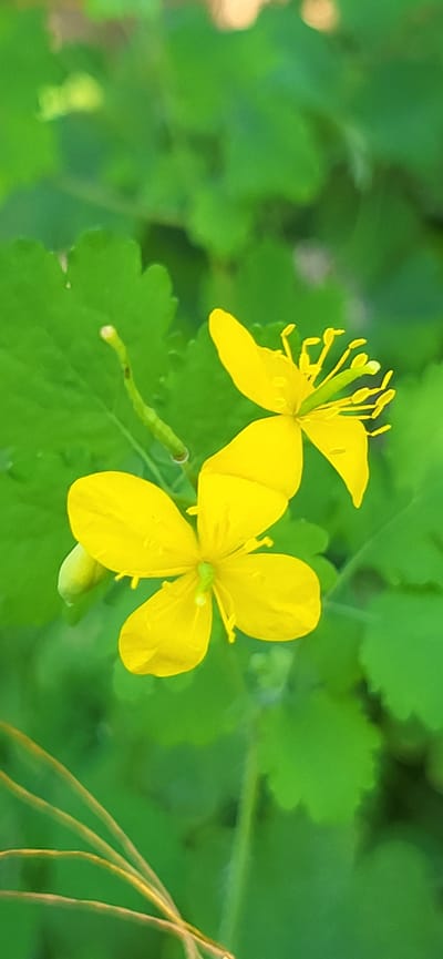 In Tetianivka, Ukraine, two bright yellow flowers of the celandine plant (Chelidonium majus) are in focus against a blurred green background of leaves. The flowers are in the foreground, with one slightly above and to the right of the other. The upper flower is partially open, displaying its petals and prominent stamens. The lower flower is more fully open, revealing its four petals and central pistil. A thin stem, partially obscured by the lower flower, extends upwards. Some thin, dried grass-like stalks are visible in the lower left corner, out of focus. The overall impression is of a close-up shot of wildflowers in a natural setting.