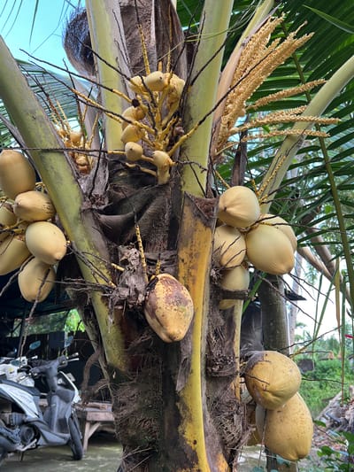 The image shows a coconut palm tree in Singakerta, Indonesia, laden with yellow coconuts at different stages of maturity. Some coconuts are clustered in groups, while others are more isolated. The tree trunk exhibits a mix of yellow and brown coloration with fibrous material. At the lower right, there is a partially obscured motorcycle. The image is taken from a slightly low angle.