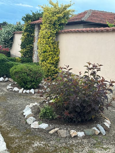 The image presents a vibrant garden scene in Dobrovnitsa, Bulgaria, featuring a mix of cultivated plants and architectural elements. A building wall, likely stuccoed in a light beige or cream color, runs vertically along the left side. It is topped by a traditional terracotta tiled roof, partially obscured by lush climbing plants. These climbers, exhibiting a striking green and yellow variegated foliage, densely cover a significant portion of the wall and an underlying stone section.

In the mid-ground, a prominent bush with dark reddish-purple leaves stands, possibly a type of Ninebark shrub. Below it, a smaller, light green plant grows. To the left of this bush, a rounded, compact evergreen shrub with dense green foliage adds another layer of texture. The ground surface, a rough, dark grey concrete or asphalt, occupies the foreground and right side, showing some moss and small weeds. A decorative border of irregularly shaped, light-colored stones is arranged in a semi-circular pattern on the ground, encircling the base of the dark-leaved bush and its companion plant.

The upper left corner of the image reveals a clear, bright blue sky with a few wispy white clouds, indicating a sunny daytime scene. No human activity or visible text is present. The overall setting combines natural beauty with the charm of local architecture.