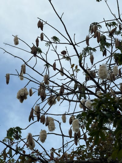 The image displays the upper canopy of a kapok tree (Ceiba pentandra) against an overcast, light blue-grey sky. Numerous kapok pods are visible on the tree's dark brown, mostly leafless branches. The pods are in various stages of development: some are elongated, closed, and dark brown; others are split open, revealing dense white kapok fiber. A few green, elongated, unripe pods are also present. Sparse green leaves, characteristic of the kapok tree's palmately compound structure, are scattered among the branches. The view is upward, focusing on the tree's fruit-bearing structure. No people, actions, or specific interactions are observed. The scene is located in the city of Bale, Indonesia.