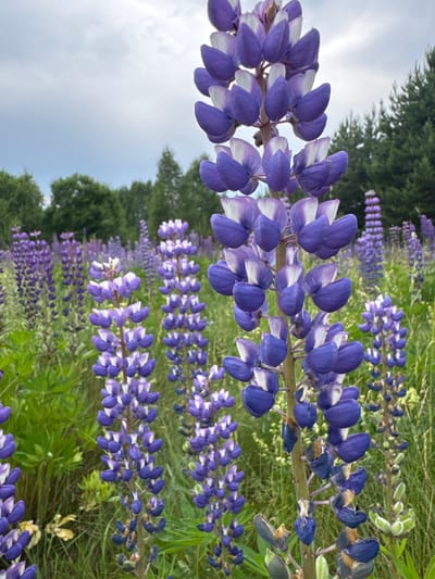 A close-up, eye-level shot captures a field of blooming purple and white lupine flowers under a cloudy sky. The lupine flowers are the primary focus, with a tall stalk in the foreground and a blurred field of more lupines stretching into the background. The environment appears to be a natural outdoor setting, likely a meadow or open field, with green grass and trees visible in the distance. The image does not contain any people, specific landmarks, or any indication of its location within Noginsk, Russia. The overall mood is serene and natural, emphasizing the beauty of the flowers.
