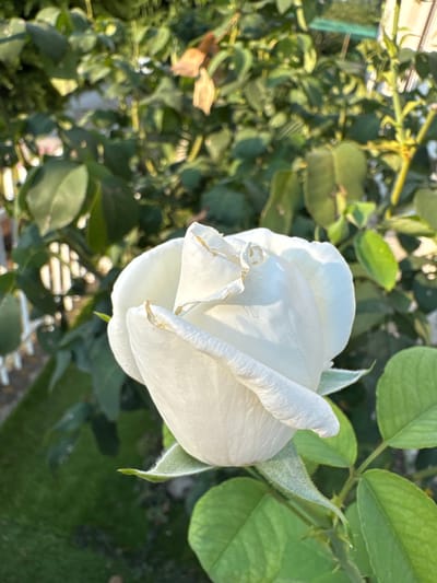 A close-up, slightly angled shot focuses on a white rose in bloom, its petals unfurling under the bright illumination of the sun. The rose is the central subject, with its delicate white petals softly illuminated, and the edges showing a hint of yellowing. The background is a blur of green foliage, suggesting a garden setting.

The lighting indicates it's likely daytime, possibly late afternoon given the warm glow on the petals and the shadows cast by the leaves. The foliage surrounding the rose appears healthy and lush. In the out-of-focus background, a hint of a grassy area is visible, along with what might be other plants or structures.

The overall mood is serene and natural, highlighting the beauty of the rose. There is no text visible in the image, and no people are present. The scene is set outdoors, likely in a garden or a natural environment where roses are cultivated. The location context of Sant'Angelo di Piove di Sacco, Italy, suggests a European setting, possibly a private garden or a public park. The image captures a moment of natural beauty, with the rose serving as the focal point against a backdrop of green growth.