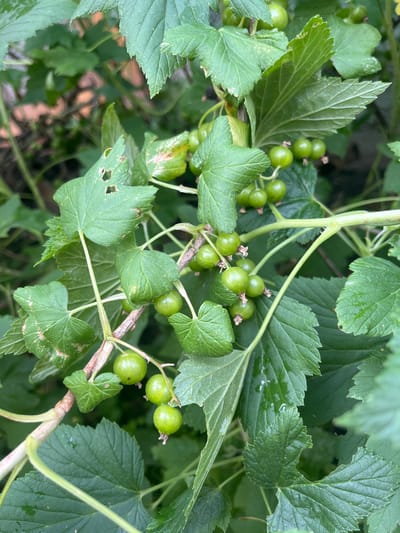 The image shows a close-up view of a bush with unripe green currants and leaves. The currants are clustered on thin stems, and the leaves are broad with serrated edges. Some of the leaves show signs of damage, such as holes and discolored patches. The overall impression is of a natural, outdoor environment, likely a garden or park. The image does not provide enough information to determine the specific location within Kovriga, Russia.