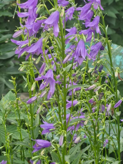 This is a close-up, eye-level, outdoor, natural light photograph of a cluster of Campanula (bellflower) plants in bloom. The flowers are a vibrant purple and have a distinctive bell shape, with some appearing as fully open blooms and others as closed buds. They are clustered along tall, green stems, which are interspersed with green leaves. The background is softly blurred, with hints of green foliage and a muted, light blue or teal structure, possibly a fence or wall. The image captures the delicate texture of the petals and the intricate structure of the flowers and stems. The location is specified as Қонысбай, Kazakhstan, suggesting a natural or garden setting within that region. No people or animals are visible in the image.
