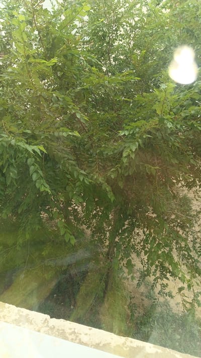 The image shows a close-up view of a tree with dense green foliage. The leaves are small and serrated, and the branches are thin and brown. Sunlight filters through the leaves, creating dappled patterns. In the upper right corner, there is a bright, out-of-focus circular light source. The background is blurred, but appears to be a sandy, dry ground with some sparse vegetation. In the lower part of the image, there is a light-colored, textured surface, possibly a wall or ledge, with some light streaks or reflections across it. The scene does not contain any people or specific landmarks identifiable as being in Maqat, Kazakhstan.