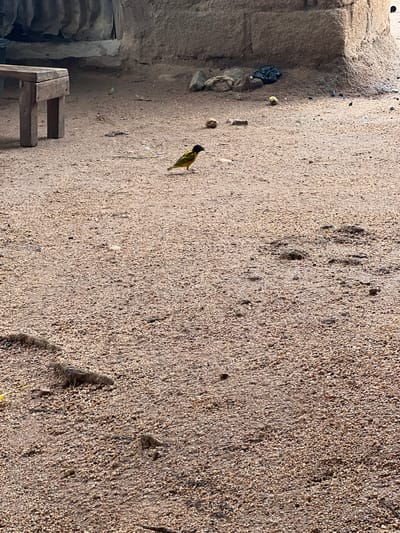 This image captures an outdoor, unpaved space, likely a courtyard or side area, in Gboko, Nigeria. The ground is predominantly covered in light brown sand or fine gravel, displaying a granular texture with various small indentations and slight undulations.
The main subject is a small bird, prominent in the upper right portion of the frame (when correctly oriented). It features bright yellow plumage on its body, contrasting with a black head and beak. The bird appears to be walking or foraging on the sandy surface.
On the left side, a rough, textured wall, possibly made of concrete or mud brick, delineates the area. At the base of this wall, a crumpled black plastic bag is visible, along with a few scattered, small yellowish objects that resemble seeds or nuts, and other miscellaneous debris. In the lower left corner, a simple, rustic wooden stool or low bench is partially seen.
The scene is well-lit by natural daylight, suggesting it was captured during the day. Subtle shadows are present on the ground. No people are visible, and there is no discernible text within the image. The overall impression is of a modest, functional outdoor space.