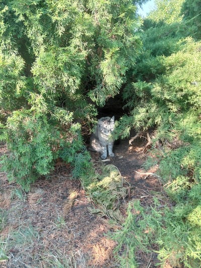 A gray tabby cat sits nestled within the dense foliage of a juniper bush, its body partially obscured by the green needles. The cat is facing forward, with its eyes closed. The ground beneath the bush is covered with dry leaves and twigs, with patches of grass. The overall scene appears to be outdoors, likely in a natural or garden setting, with sunlight filtering through the branches. The location is specified as Eskhar, Ukraine.