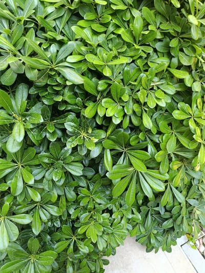 The image is a close-up, overhead shot of a dense, green shrub in Buzovna, Azerbaijan. The shrub is composed of numerous glossy, oval-shaped leaves that are clustered together, forming a thick canopy. The leaves are a vibrant shade of green, with some appearing slightly lighter or darker due to variations in light and shadow. The texture of the leaves is smooth, and they are arranged in whorls around the stems. In the lower right corner of the image, a portion of a light-colored paved surface is visible, suggesting an outdoor environment, possibly a garden or pathway. There are no people or animals in the frame. The overall impression is one of lush, natural foliage.