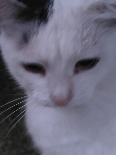 The image is a close-up, blurry, vertical shot of a white cat's face. The cat has dark markings on its head and some black patches on its body. Its eyes are visible, appearing dark and somewhat narrowed. The cat's nose is pink, and its whiskers are prominent on the left side of its face. The background is dark and out of focus. The image does not contain any discernible elements related to the city of Подстёпки, Russia.