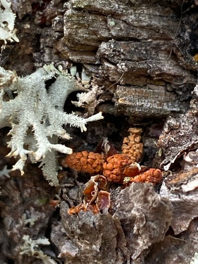 This is a close-up, low-angle shot of tree bark, with a focus on the texture and natural elements present. In the center of the frame, nestled within a crevice of the rough bark, are several small, reddish-brown, cone-like structures, possibly pinecones or seeds. To the left of these, a branch of pale, grey-green lichen is prominently displayed, with its intricate, fractal-like structure contrasting with the bark's ruggedness. The bark itself is deeply grooved and weathered, displaying various shades of brown and grey, with hints of white where lichen may have grown or decomposed. The overall environment appears to be a natural setting, likely an outdoor area where such trees are found. There are no people or identifiable human-made objects in the image. The lighting suggests a natural, possibly overcast, day.