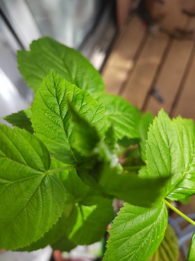 This is a close-up, high-angle photograph of vibrant green leaves, likely from a plant. The leaves are detailed, showing prominent veins and serrated edges. The focus is sharpest on the leaves in the foreground, while the background is blurred, suggesting a shallow depth of field.
The background reveals elements of an indoor or semi-outdoor setting. To the left, a bright, out-of-focus area with reflections could be a window or a glass surface. To the right, blurred wooden planks suggest a deck or flooring. The lighting indicates it is daytime, with sunlight casting shadows.
There are no people or specific activities clearly depicted. The image's primary subject is the texture and color of the leaves. No visible text is present in the media. The overall mood is natural and serene, emphasizing the beauty of plant life. Given the location context of Soisy-sous-Montmorency, France, this could be a plant in a garden, on a balcony, or near a window in a home in that region.
