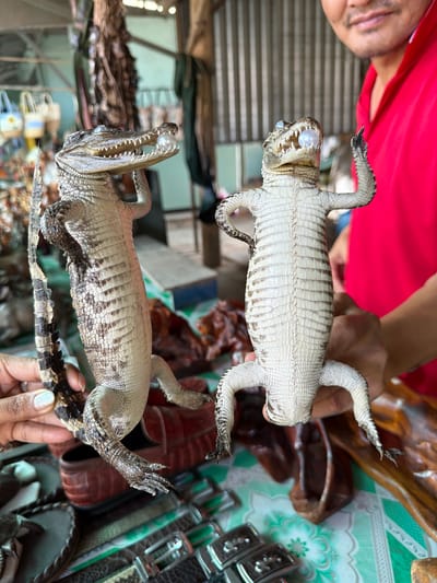The image captures two taxidermied or preserved juvenile crocodiles being held by two individuals, likely within a market setting in Thới Sơn, Vietnam.
In the upper part of the frame, a person with light skin, a short beard, and wearing a red shirt holds one of the crocodiles. This specimen is predominantly pale, with an off-white underside and subtle darker stripes and patterns on its back and limbs. Its mouth is open, showcasing small, pointed teeth, and its eyes appear to be solid white or light-colored spheres. Its limbs are curled.
Below this, a second crocodile, slightly darker in coloration, is held by the hand of another person with a darker skin tone, whose body is mostly out of frame. This crocodile also has an open mouth with visible teeth and pale eyes. Its skin shows a more pronounced pattern of light and dark scales, particularly on its back and tail, which is being held by the person's hand.
The background is out of focus but reveals elements consistent with a market stall, including wooden carvings, various leather goods (possibly belts or wallets), and a green and white patterned tablecloth. The scene is illuminated by daylight, suggesting a daytime activity. The individuals are engaged in displaying or handling these unique items, indicating they are likely merchandise intended for sale. No discernible text is visible in the image.