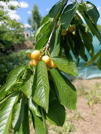 This is a close-up, eye-level, vertical shot of a branch with unripe yellow cherries and green leaves. The cherries are clustered together and appear plump. The leaves are broad and serrated with visible veins. The background is out of focus, showing blurred green foliage, a sandy ground, and a light blue sky with scattered white clouds. A building structure is faintly visible in the upper left portion of the background. The scene is outdoors, possibly in a garden or orchard, in Krasnosilka, Ukraine. No people are present in the image.