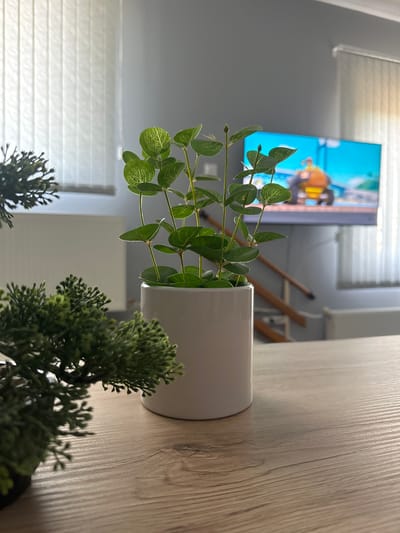 The image depicts a domestic scene, likely an indoor living space. In the foreground, a white cylindrical planter holds a small, leafy green plant. To the left, another, denser green artificial plant is partially visible, out of focus. The plants are situated on a light-colored wooden surface, possibly a table.

In the background, a television screen displays a colorful, animated image, showing a character riding in a yellow vehicle. Behind the television, vertical white blinds cover a window, letting in diffused light. A grey wall and what appears to be a staircase with wooden railings are also visible. There are no people or animals present in the scene. The lighting suggests it is daytime. The image does not provide any specific information that would indicate its location in Marten, Bulgaria.
