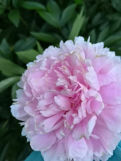 This is a close-up, vertical, outdoor shot of a delicate, light pink peony flower with ruffled petals. The flower is in full bloom and takes up most of the frame, with its soft, layered petals exhibiting shades of pink and white. Some of the petal edges have a subtle yellow or light brown hue, suggesting they may be slightly aged or have dried edges. The center of the flower is densely packed with petals, creating a rich, voluminous appearance.
In the background, out of focus, are dark green leaves, indicative of a garden setting. The lighting appears to be natural, suggesting it was taken during the day, possibly morning or afternoon, with diffused light. There are no people visible in the image, nor any text. The overall mood conveyed is one of natural beauty and tranquility. The image might have been taken in Žiaukos, Lithuania, based on the provided location context. The bottom right corner of the image shows a glimpse of a textured, bright teal-blue object, which could be a piece of fabric or a decorative item the flower is resting on or near.