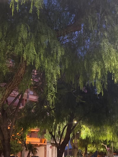 The image presents a nocturnal urban scene in Alcàsser, Spain, primarily featuring a dense canopy of trees with weeping, light green, pinnate foliage, consistent with *Schinus molle* (Peruvian peppertree). Multiple tree trunks, dark and textured, are visible on the left and interspersed throughout the lower frame. The upper portions of the trees are silhouetted against a dark blue sky, while lower and central foliage is illuminated by warm, artificial light sources, creating distinct bright green areas. Amidst the foliage, particularly towards the center-right, small clusters of purplish-pink material, consistent with *Schinus molle* flowers or berries, are discernible. In the background, behind and between the trees, multi-story buildings with warm-toned facades, red-tiled roofs, and visible windows and balconies are present. At street level on the right, a red circular regulatory traffic sign with a white horizontal bar is partially visible. Further back and to the left, smaller palm trees are also visible. No individuals or specific actions are identifiable.