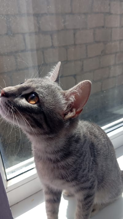 A close-up, head-and-shoulders shot features a tabby cat with gray fur and dark stripes sitting on a windowsill. The cat is looking upwards and to the left, with its amber eyes reflecting sunlight. Its ears are pointed and alert, with fine hairs visible on the inner surfaces. The background shows a blurry image of a brick wall seen through a window. The lighting suggests it is daytime, with sunlight casting shadows and highlighting the cat's features. The location of Baksan, Russia is not discernible from the visual information provided in the image.