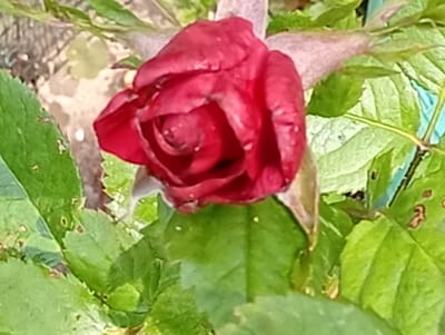 A close-up, slightly blurry photograph shows a red rose bud with water droplets on its petals, surrounded by green leaves. The background is out of focus, but appears to be a garden or natural setting with some stones visible. The image does not contain any specific geographical markers that would allow for identification of its location in Pavlovsky Posad, Russia.