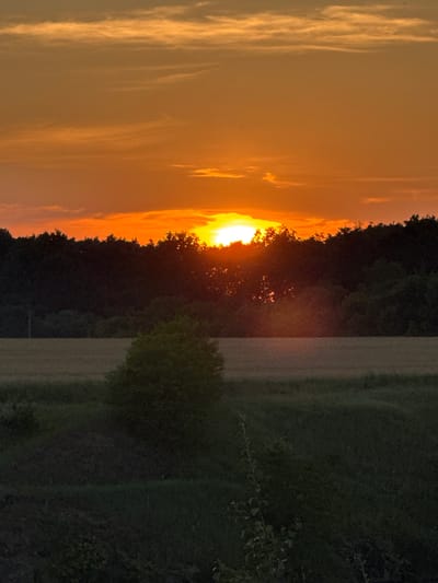 A vertical, full shot captures a sunset over a rural landscape. The sky is a vibrant gradient of orange and yellow, with streaks of lighter clouds. The sun, a bright orange orb, is partially obscured by the dark silhouette of a dense tree line that stretches horizontally across the mid-ground. The trees are a deep, almost black, green. Below the treeline, a field of pale, dry grass is visible, with a single, bush-like tree in the foreground of this area. The immediate foreground consists of darker, rougher terrain, also with some small green plants. The image appears to be taken from a slightly elevated position looking down at the landscape. The scene is devoid of any human presence or activity.