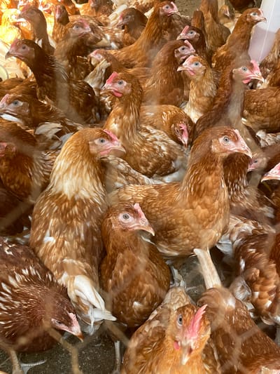 The image depicts a densely packed flock of chickens, predominantly brown and white, with visible red combs on their heads. The chickens are in a confined space, possibly a coop or enclosure, with some visible ground cover. The lighting suggests an indoor or shaded environment. There are no discernible human subjects or identifiable landmarks within the frame to establish a specific location in Goni Gara, Nigeria. The scene is static, with the chickens appearing to be at rest or gathered together.