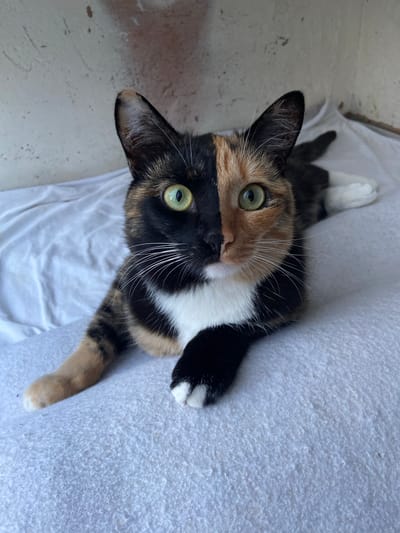 This media file captures a calico cat from a high-angle perspective. The cat is lying on a textured, light-colored surface, possibly a blanket or rug, with a white fabric beneath it. The cat's fur displays the characteristic tortoiseshell pattern of black, orange, and white. Its face is partially obscured as it looks upwards towards the camera. The cat's eyes are open and appear to be a vibrant green. One of its paws is extended and resting on the textured surface, with white fur and black paw pads visible. Another paw is also visible, with black and white markings. The background consists of a light-colored, somewhat mottled surface that could be a wall or floor, with some faint shadows. The lighting suggests it is daytime.
