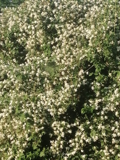 The image shows a dense bush covered in small white flowers and green leaves. The bush is the primary subject, filling the entire frame. There are no people or animals visible. The lighting suggests it is daytime, with shadows indicating sunlight filtering through the foliage. The scene appears to be outdoors in a natural or garden setting, consistent with a location in Milzkalne, Latvia.