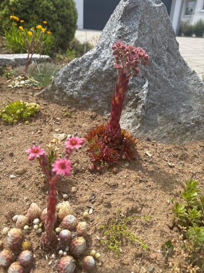 The image shows a garden bed with several succulents, including a tall, red flowering Sempervivum in the foreground and a smaller cluster of green succulents in the background. A large, grey rock is prominent behind the red succulent. The garden bed is covered with sandy soil and small pebbles. In the background, a building with windows and a dark garage door is visible, along with a small section of paved driveway. The environment appears to be a residential area in Ellwangen, Germany, likely a private garden or public landscaping, given the presence of the building and the manicured appearance of the plants. No people are present in the image. The lighting suggests it is daytime, with the sun casting shadows.
