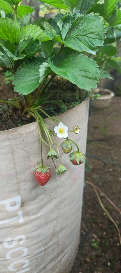 A strawberry plant is growing in a textured, light-colored fabric pot, positioned outdoors. The plant has lush green leaves and several small, developing strawberries, along with one ripe red strawberry hanging down. A single white strawberry flower with a yellow center is in bloom, and there are also developing buds. The pot has some white lettering partially visible on its surface, including parts of "PT. SOC" and "P". The background is blurred, showing green foliage and the ground which appears to be composed of soil and small pebbles. The lighting suggests it is daytime.