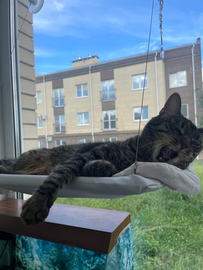 A tabby cat is yawning widely while perched on a window sill, partially obscured by a white curtain. The cat's eyes are mostly closed, and its pink tongue and teeth are visible. The cat's paws are extended, with one clearly visible and resting on the curtain.
Behind the cat, through the window, a multi-story building with a beige facade and numerous windows is visible. The sky is clear blue with a few wispy clouds. To the right of the cat, a wooden shelf or frame holds a decorative glass item with a blue, textured surface. A blurred green area, likely grass or foliage, is also visible outside. A thin string with decorative beads hangs in front of the window.
The image appears to be taken during the daytime, given the bright sky and outdoor lighting. The setting seems to be an indoor space looking out onto a residential area. The cat's yawn suggests it might be waking up or feeling sleepy. The location is identified as ЖК «Борисоглебское», Russia.