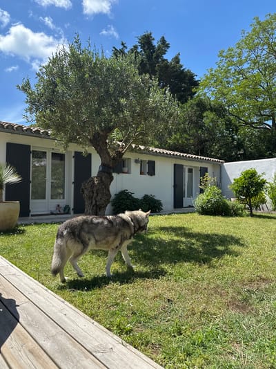 The image shows a residential scene in La Couarde-sur-Mer, France. A gray and white dog stands in a grassy yard adjacent to a white, single-story house with dark shutters. An olive tree with a thick trunk and abundant foliage grows near the house. The lawn appears well-maintained. A wooden deck is visible in the foreground. The sky is blue with some clouds, suggesting a sunny day. No people are visible.