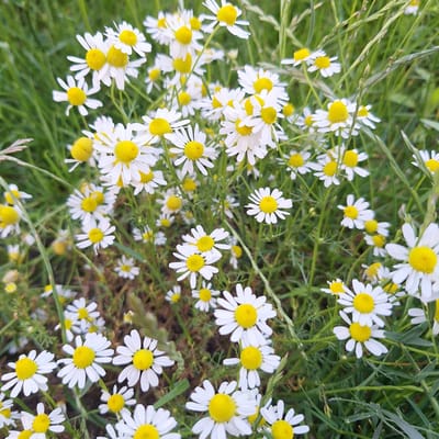 The image is a close-up, eye-level shot of a field of daisies in Mechelen, Belgium. The daisies are white with yellow centers, and they are scattered amongst green grass and taller, thin stalks of grass. Some daisies are in full bloom, while others are budding or partially obscured. The background is a blur of green, indicating a natural setting. There are no people visible in the image. The lighting suggests it is daytime, likely outdoors.