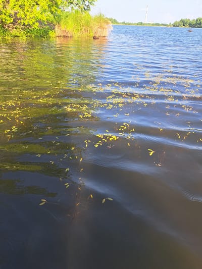 The image depicts a body of water, likely a river or lake, with vegetation along the left bank. The water's surface is rippled, reflecting the sunlight and the surrounding greenery. Scattered on the water are numerous small, floating yellow leaves and submerged aquatic plants. In the background, across the water, a distant tree line is visible, and further in the distance, a tall, slender industrial smokestack rises against a clear sky. The scene appears to be a natural or semi-natural environment, possibly on the outskirts of a settlement, given the presence of the smokestack. The location is identified as Razdolnoye, Russia.