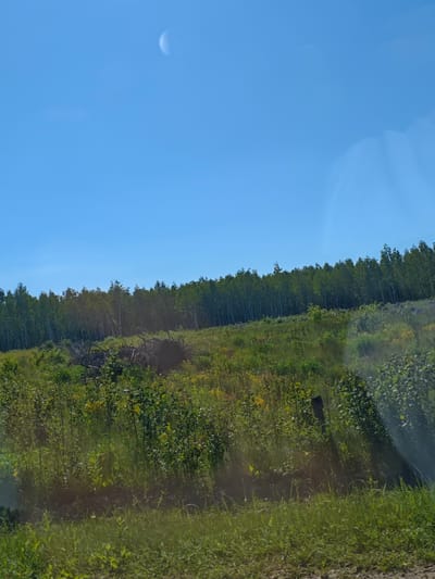 The image captures a sunlit landscape under a clear blue sky. In the upper portion of the sky, a crescent moon is visible. The scene transitions from the sky to a dense forest of birch trees, characterized by their white trunks. Below the forest, a sloping field is covered in lush green grass and various other plants. A pile of dead branches and logs is situated in the middle ground of this field, and a single wooden post is visible further to the right. The foreground consists of a grassy area, with a narrow dirt road or path running along the very bottom of the image. The lighting suggests it is daytime, likely late morning or early afternoon. No people or animals are present in the frame.