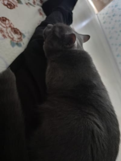 The image shows a close-up of a gray cat sleeping on a patterned blanket. The cat is curled up and appears to be comfortable. The blanket has a floral pattern with pink and brown flowers. The background is blurred, but it appears to be an indoor setting. The lighting suggests it might be daytime, but the exact time of day is difficult to determine. There is no visible text in the image. The overall mood is peaceful and relaxed, depicting a common scene of a pet resting.