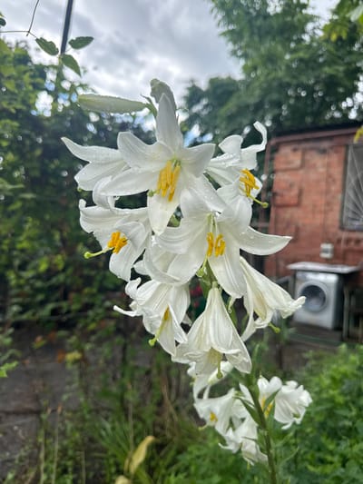 This is a vertical, eye-level, close-up photograph of a cluster of white Easter lilies with yellow stamens. The flowers are wet with water droplets, suggesting recent rain. The background is out of focus, showing lush green foliage, a brick building, and a washing machine. The scene is located in an outdoor environment, likely a garden or backyard, in the city of Shakhty, Russia. The lighting is soft and diffused, indicating an overcast day. There are no people or animals visible in the image. The overall mood is serene and natural.