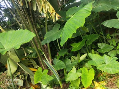 The image shows a dense overgrowth of lush green tropical plants, including large taro leaves and tall, spiky stalks of what appears to be bamboo or a similar plant. Some of the taro leaves are heart-shaped and have prominent veins, while others are more broadly ovate. Yellowed and dried leaves are scattered amongst the vibrant green foliage, suggesting a natural, untamed environment. The background is a mix of darker green leaves and some reddish-brown earthy tones, possibly indicating a wall or soil. In the bottom left corner, a watermark reads "OPPO R11" followed by "Nigeria Akokwa," specifying the location and the device used to capture the photograph. There are no people or animals visible in the image.
