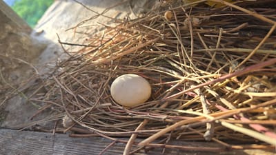 The image shows a close-up view of a bird's nest. The nest is made of dry twigs and straw and is located on a rough, grey surface, possibly concrete or stone, with some weathered wood visible in the foreground. A single, pale-colored egg rests in the center of the nest, surrounded by the nesting materials. The lighting suggests it is daytime, with sunlight casting shadows and highlighting the textures of the nest. The background is blurred, but hints of green foliage and a lighter, possibly sky-like area are visible. The scene depicts a natural environment, likely in Kaka, Turkmenistan, focusing on the delicate presence of the egg within its constructed shelter.
