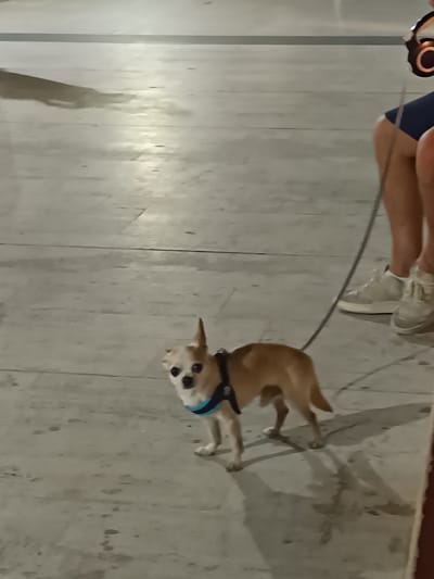 The image depicts a small, light-colored dog wearing a blue harness, standing on a paved surface. The dog's tail is curved upwards. A thin black leash extends from the dog's harness upwards and out of the frame. In the upper right portion of the image, a person's legs are visible, wearing white sneakers and dark blue shorts. The person is holding the leash. The environment appears to be an outdoor, urban setting with a textured, light-colored paved ground. Shadows are cast on the ground, indicating an overhead light source. The scene is set in Roseto degli Abruzzi, Italy.