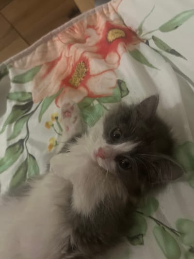 A fluffy, grey and white kitten with pink paw pads is lying on its back on a white sheet with a floral pattern. The kitten's head is tilted to the left, and its eyes are open and looking towards the camera. The sheet has large, stylized flowers in shades of pink and orange, and green leaves. The background is blurry and appears to be a wooden surface. The image is taken from a high angle. The location is Zlatitsa, Bulgaria.