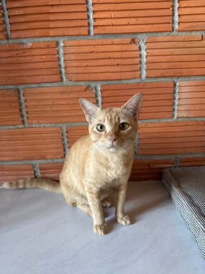 An orange tabby cat sits facing forward on a pale gray tiled floor in front of a red brick wall. The cat has green eyes, white whiskers, and a striped tail. To the right of the cat, a striped gray and white cushion is partially visible. The scene appears to be indoors, possibly in a home or covered outdoor area, in Baan Nok Sai, Thailand, given the context. The lighting is soft, suggesting it might be daytime.