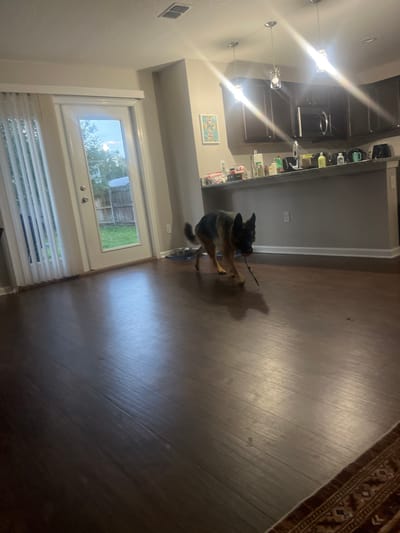 A German Shepherd dog is walking across a dark wood floor indoors, carrying a thin stick in its mouth. The dog is medium brown and black, with pointed ears and a bushy tail. In the background, a white door with vertical blinds leads to an outdoor area with green grass and a wooden fence. A kitchen counter with dark cabinets and a sink is visible to the right of the dog. The room is lit by overhead lights, casting reflections on the floor. There are no people visible in the image. The location is not specified to be Jacksonville, United States of America.