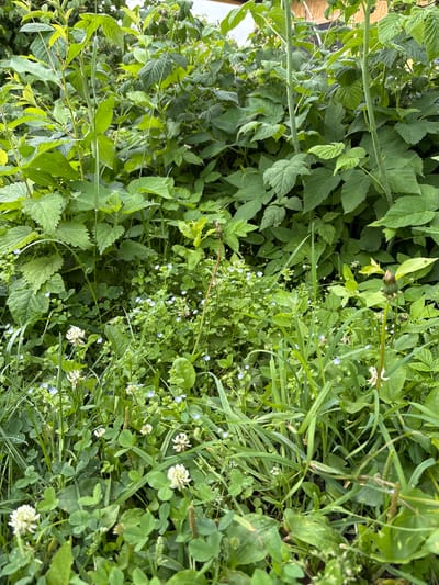 The image shows a dense, overgrown patch of greenery, likely a garden or wild area, in Ilpanur, Russia. The foreground is dominated by various green plants, including clover with white flowers and smaller blue wildflowers. Tall, leafy plants, possibly raspberry bushes, form a thick backdrop. The overall impression is one of untamed natural growth. There are no people or animals visible.
