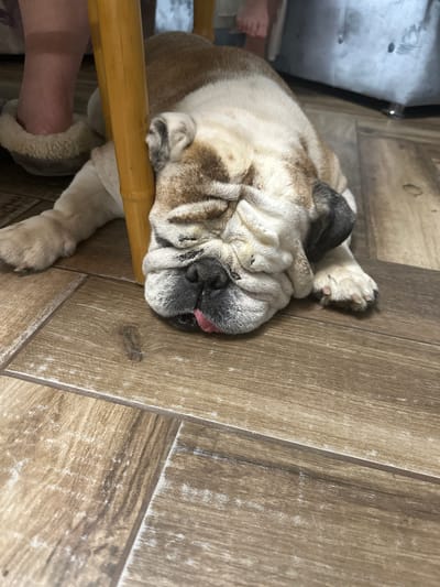 A bulldog is lying on its side on a wood-look tile floor. The dog's tongue is slightly protruding. A wooden chair leg is under the dog. Part of a foot and the leg of a person is visible next to the chair. A large white appliance is partially visible in the background. The location is unknown.