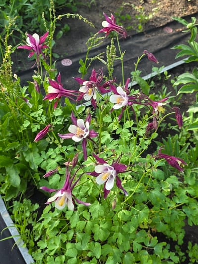 In an outdoor garden setting, likely in Petrushenko, Russia, a cluster of columbine flowers (Aquilegia) is in bloom. The flowers exhibit a bi-coloration, with deep purple or burgundy outer petals and white inner petals. Some flowers are fully open, revealing yellow stamens, while others are still in bud or partially closed. The plants are surrounded by lush green foliage and stems. The ground appears to be dark soil, with some areas covered by black landscape fabric. The overall scene suggests a naturalistic garden environment.