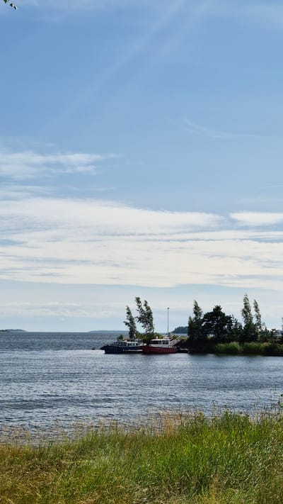 The image captures a serene waterfront scene in Kotka, Finland, likely during daylight hours given the bright sky and clear visibility. The foreground is dominated by a lush expanse of green and golden tall grass, swaying gently, suggesting a natural or park-like setting. Beyond the grass, a calm body of water, likely the sea, stretches towards the horizon, exhibiting ripples from a light breeze.
On the water, a cluster of boats is moored near a small island or a pier. Two main vessels are visible: a dark blue or black boat and a red and white boat. The dark boat appears to be a working vessel, possibly a tugboat, with a utilitarian design. The red and white boat is more streamlined, possibly a motor yacht or a patrol boat, with visible windows and railings. Several smaller boats or dinghies are also present, tied alongside the larger vessels.
The background features a line of trees and vegetation on what appears to be an island or a narrow strip of land. These trees are windswept, with their branches bent, indicating a consistent wind from one direction. A single lamppost is visible among the trees, suggesting a developed area or a public space. Further in the distance, across the water, faint outlines of islands or landmasses can be observed against the horizon.
The sky above is a gradient of pale blue, with thin, wispy clouds scattered across it. The overall atmosphere is peaceful and tranquil, evoking a sense of summer or a mild season in this coastal Finnish city. There are no visible people in the frame.