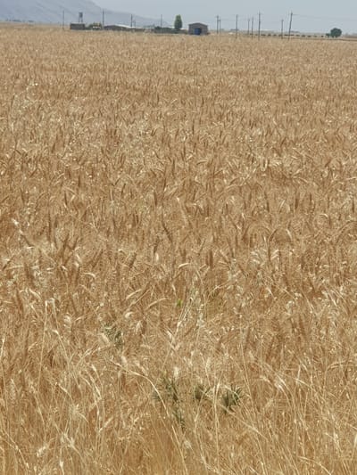 This is a photograph of a vast, golden wheat field. The wheat stalks are ripe and appear to be ready for harvest. In the background, several structures are visible, including buildings, what appears to be a water tower, and utility poles. The landscape is somewhat hilly, with a hazy sky above. The scene is likely located in Kheyrabad, Iran, a region known for its agricultural production. There are no people or animals visible in the frame. The image depicts a rural agricultural landscape.
