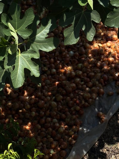 The image shows a pile of onions on a translucent plastic sheet laid on the ground. The onions are of varying sizes and shades of brown and yellow, with some dried roots and papery skins visible. They are piled in a large mound, partially covered by large, green, lobed leaves that appear to be from a fig tree. Sunlight filters through the leaves, casting shadows on the onions. The ground surrounding the plastic sheet is covered in dark soil and wood chips. The scene is outdoors, likely in a garden or agricultural setting.