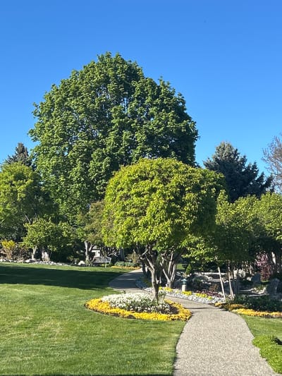 The image shows a scene in a park-like setting, likely in Kelowna, Canada, as indicated by the prompt. The view encompasses lush green lawns bordered by flowering plants, primarily yellow and white, alongside a paved walkway. Several trees with full, green foliage are visible, some casting shadows on the grass. A section with rocks and vegetation suggests a natural garden feature. A clear, blue sky is the backdrop. No people or actions are directly observable in the frame.