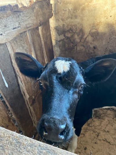 A close-up shot shows the head of a black and white calf with large ears, a white marking on its forehead, and dark eyes. The calf is positioned within a wooden enclosure, with weathered planks visible on the left and a rough, light-colored wall in the background. The scene appears to be in a rural setting, possibly a barn or stable, with elements of aged wood and organic textures contributing to the rustic atmosphere. No specific location in the city of Гостцы, Russia, is discernible from the image.