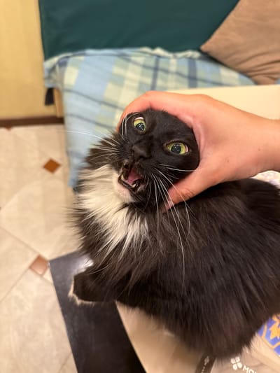 In this close-up shot, a person's hand is gently holding the head of a black and white cat. The cat has wide, bright green eyes and its mouth is open, revealing its teeth and tongue, giving it a startled or playful expression. The cat's fur is mostly black with a prominent white bib and white whiskers. The background is softly blurred, showing hints of a blue and white plaid fabric and a neutral-colored surface, suggesting an indoor setting like a home. The lighting appears to be indoor artificial light. The image is oriented vertically, with the cat's head positioned towards the bottom center. No visible text is present. The context provided indicates the location is Vniissok, Russia.